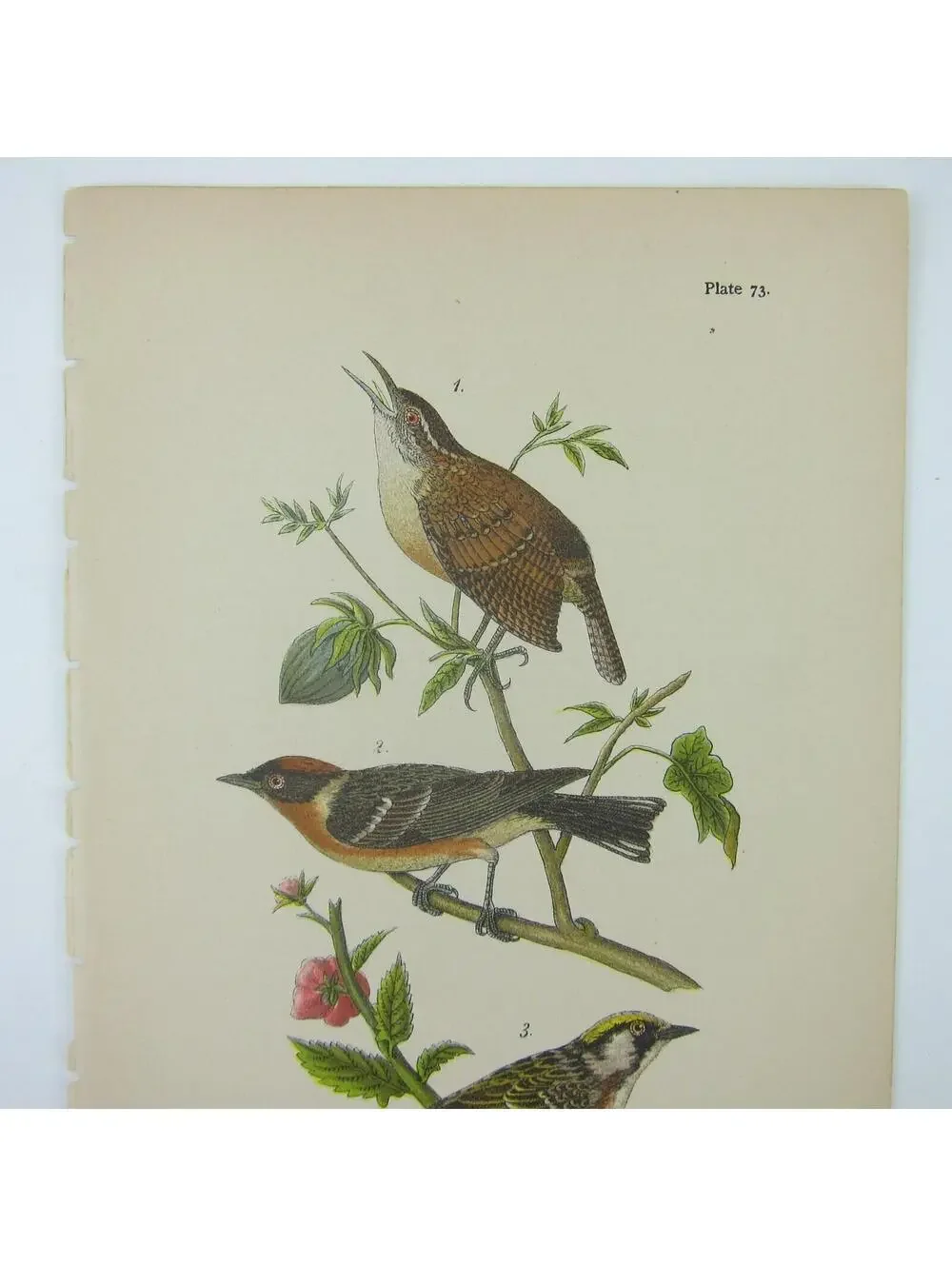 Bird Litho Print Carolina Wren Bay-breasted Warbler Chestnut-sided Antique 1890